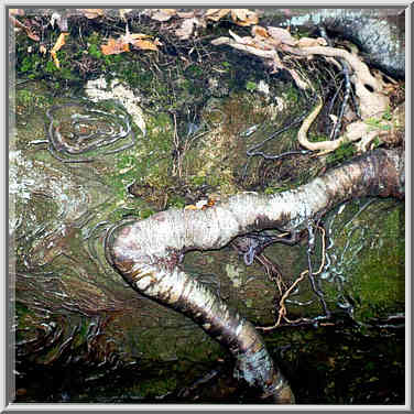 Tree roots and erosion forms on a limestone rock ...[5 words]... Gorge, Kentucky, November 6, 1999.