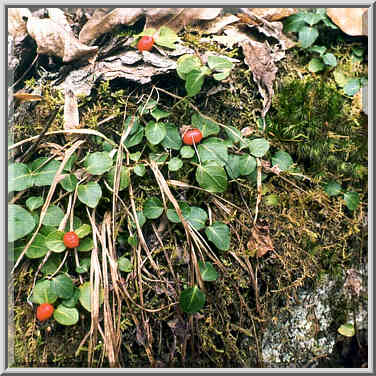 Unknown dwarf berries on Rough Trail. Red River Gorge, Kentucky, November 6, 1999.