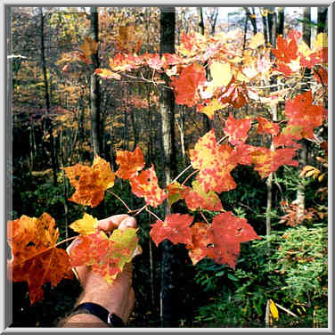 Multicolor maple leaves on Rough Trail. Red River Gorge, Kentucky, November 6, 1999.