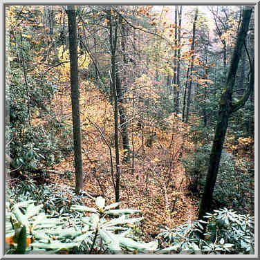 Rhododendron in a canyon, view from Rough Trail. ...[2 words]... Gorge, Kentucky, November 6, 1999.