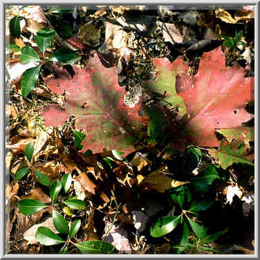 A small maple on Rough Trail. Red River Gorge, Kentucky, November 6, 1999.