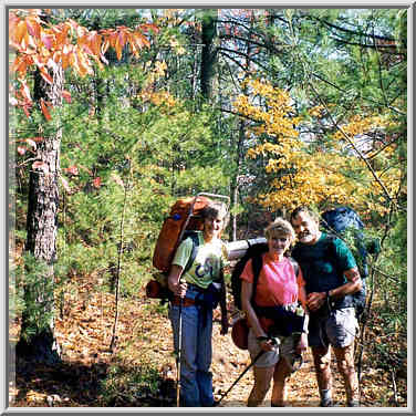 Pine forest on Rough Trail. Red River Gorge, Kentucky, November 6, 1999.