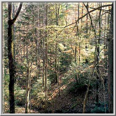 Bottom of a canyon, view from Sheltowee Trail. ...[2 words]... Gorge, Kentucky, November 6, 1999.