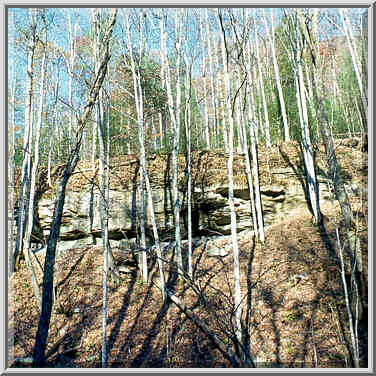 Limestone rocks, view from Sheltowee Trail near ...[5 words]... Gorge, Kentucky, November 6, 1999.