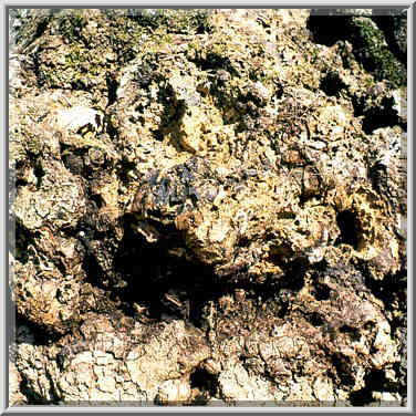 A fungus (?) on a birch, Sheltowee Trail near ...[5 words]... Gorge, Kentucky, November 6, 1999.