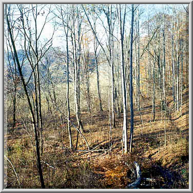 Sheltowee Trail near Chimney Top Rock. Red River Gorge, Kentucky, November 6, 1999.