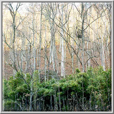 Bamboo brushes on the bottom of a canyon near ...[4 words]... Gorge, Kentucky, November 6, 1999.