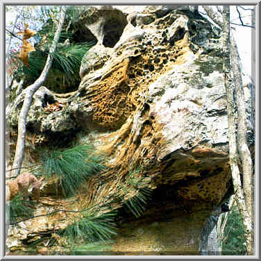 Limestone erosion forms at Koomer Ridge Trail. ...[2 words]... Gorge, Kentucky, November 7, 1999.