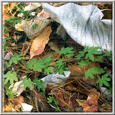 Creeping fern among dry leaves and needles on ...[5 words]... Gorge, Kentucky, November 7, 1999.