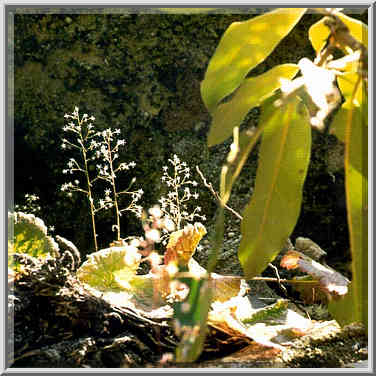 Flowers on a stone at Buck Trail. Red River Gorge, Kentucky, November 7, 1999.