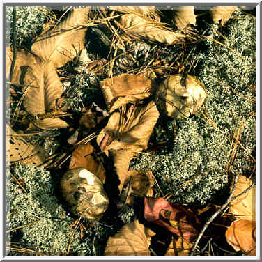 Mushrooms in moss at Buck Trail. Red River Gorge, Kentucky, November 7, 1999.