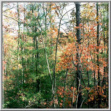 Forest near Buck Trail. Red River Gorge, Kentucky, November 7, 1999.