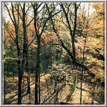 View from Pinch Em Tight Trail. Red River Gorge, Kentucky, November 7, 1999.