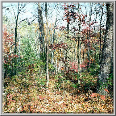 Oak forest near Pinch Em Tight Trail. Red River Gorge, Kentucky, November 7, 1999.