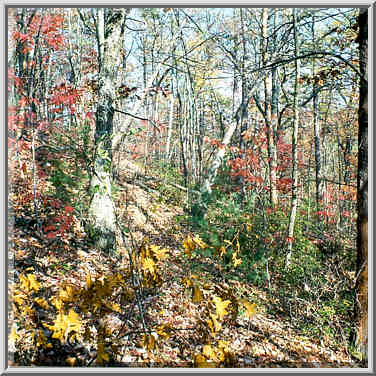 View from Pinch Em Tight Trail. Red River Gorge, Kentucky, November 7, 1999.