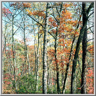 View from Pinch Em Tight Trail. Red River Gorge, Kentucky, November 7, 1999.