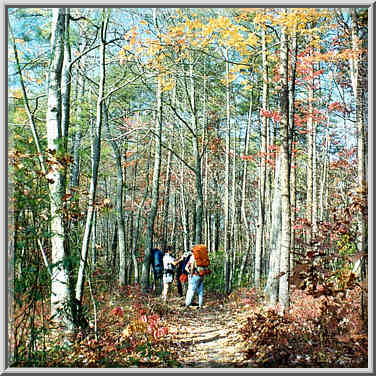 View from Pinch Em Tight Trail. Red River Gorge, Kentucky, November 7, 1999.