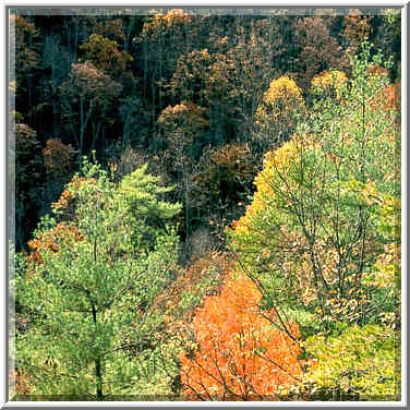 View of a canyon from Pinch Em Tight Trail. Red River Gorge, Kentucky, November 7, 1999.