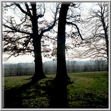 Oaks in Tippecanoe Battlefield Park. Indiana, November 26, 1999