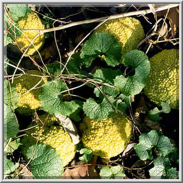 Hedge apples (osage orange) among first year ...[8 words]... Ground. Indiana, November 26, 1999