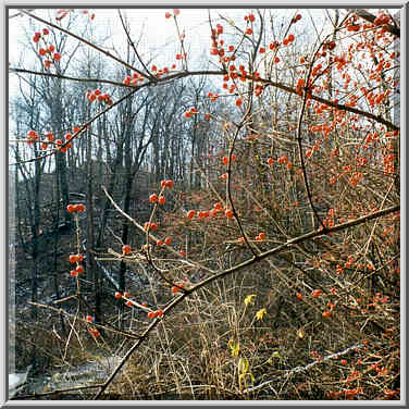 Happy Hollow Park in W. Lafayette 12/15/99