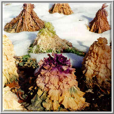 Frozen ornamental cabbage at Centennial Mall. ...[2 words]... West Lafayette IN, January 6, 1999.