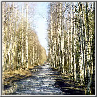 A birch alley in Sosnovka Park. St. Petersburg, Russia, April 10, 1999.