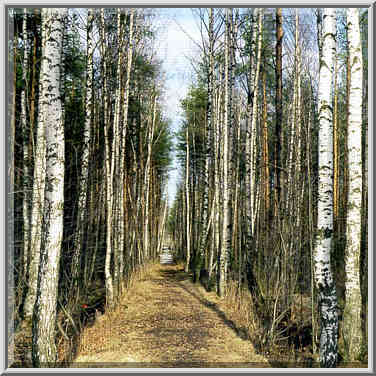 A narrow birch alley in Sosnovka Park. St. Petersburg, Russia, April 10, 1999.