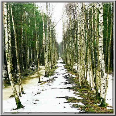 A narrow birch alley over a marshy forest in ...[2 words]... St. Petersburg, Russia, April 11, 1999.