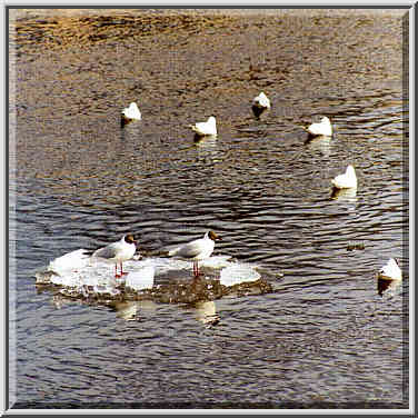 Gulls enjoying a free ride along Moyka River ...[4 words]... St. Petersburg, Russia, April 13, 1999.