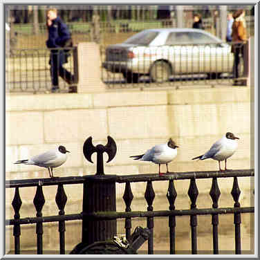 Gulls on an embankment of Moyka River opposite to ...[2 words]... St. Petersburg, Russia, April 13, 1999.