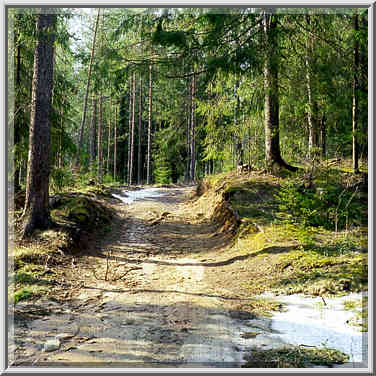 A road through a fir forest covering sandy ...[13 words]... St. Petersburg. Russia, April 19, 1999.