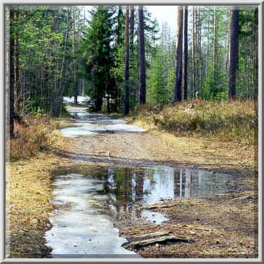 A road in a forest at Karelia Isthmus between ...[7 words]... St. Petersburg. Russia, April 19, 1999.