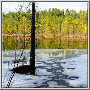 A marsh in a pine forest at Karelia Isthmus ...[8 words]... St. Petersburg. Russia, April 19, 1999.