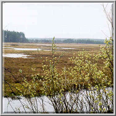 Kavgolovskoe Lake 10 miles north of St. ...[6 words]... pussy willow. Russia, April 22, 1999.