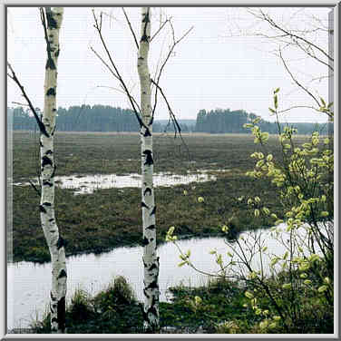 Kavgolovskoe Lake 10 miles north of St. ...[14 words]... the background. Russia, April 22, 1999.