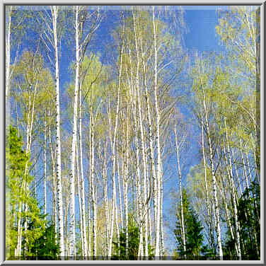 Birches west of Toksovo, 10 miles north of St. Petersburg, Russia, April 26, 1999.