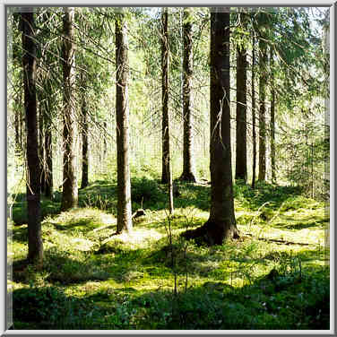 Fir forest west of Toksovo, 10 miles north of St. Petersburg, Russia, April 26, 1999.