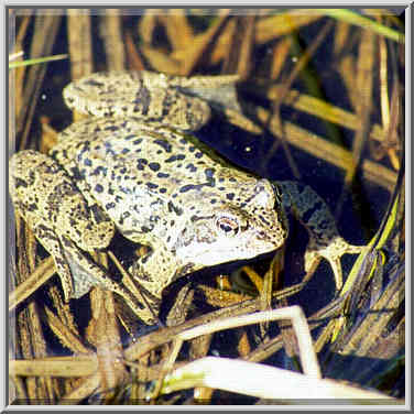 A frog in a pool on a meadow west of Toksovo, 10 ...[3 words]... St. Petersburg, Russia, April 26, 1999.