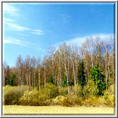 A meadow bordered by willow in a forest west of ...[5 words]... St. Petersburg, Russia, April 26, 1999.