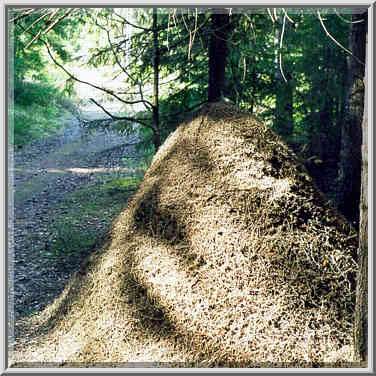 Ant-hill in a fir forest west of Toksovo, 10 ...[3 words]... St. Petersburg, Russia, April 26, 1999.