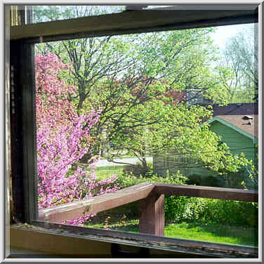 A porch and a backyard with a redbud in bloom ...[7 words]... W. Lafayette, Indiana, April 30, 1999.