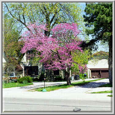 The house at Northwestern Ave. in W. Lafayette, Indiana, April 30, 1999.