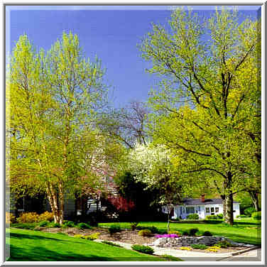 Birches and ginkgo trees at Marilyn Ave. W. Lafayette, Indiana, April 30, 1999.