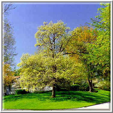 Hillcrest Rd. in W. Lafayette, Indiana, April 30, 1999.