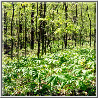 May apples near Deer Pass in Ross Hills Park, 7 ...[3 words]... W. Lafayette. Indiana, May 1, 1999.