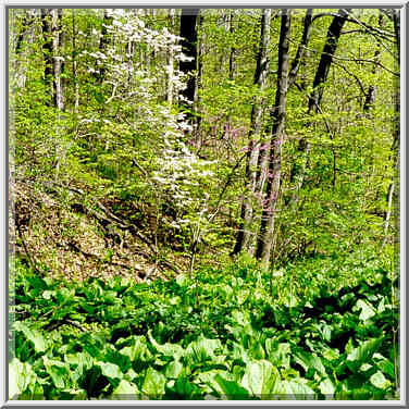 Marsh plants and dogwood in Ross Hills Park, 7 ...[3 words]... W. Lafayette. Indiana, May 1, 1999.