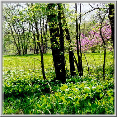 A marsh and a meadow near Wabash River in Ross ...[6 words]... W. Lafayette. Indiana, May 1, 1999.