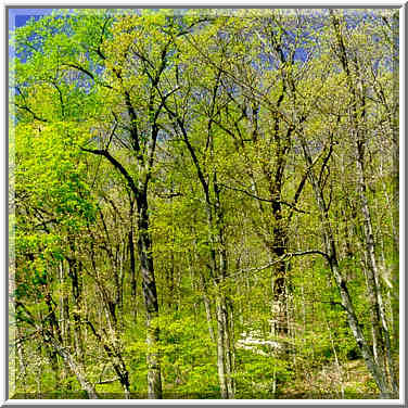 Ross Hills Park, 7 miles west from W. Lafayette. Indiana, May 1, 1999.