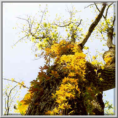 Greenbriar in Ross Hills Park, 7 miles west from W. Lafayette. Indiana, May 1, 1999.